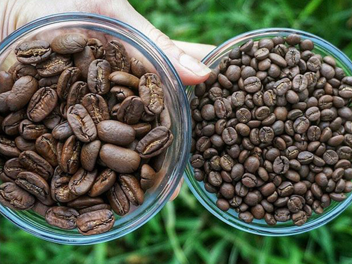 Behind The Brew With Big Island Coffee Roasters