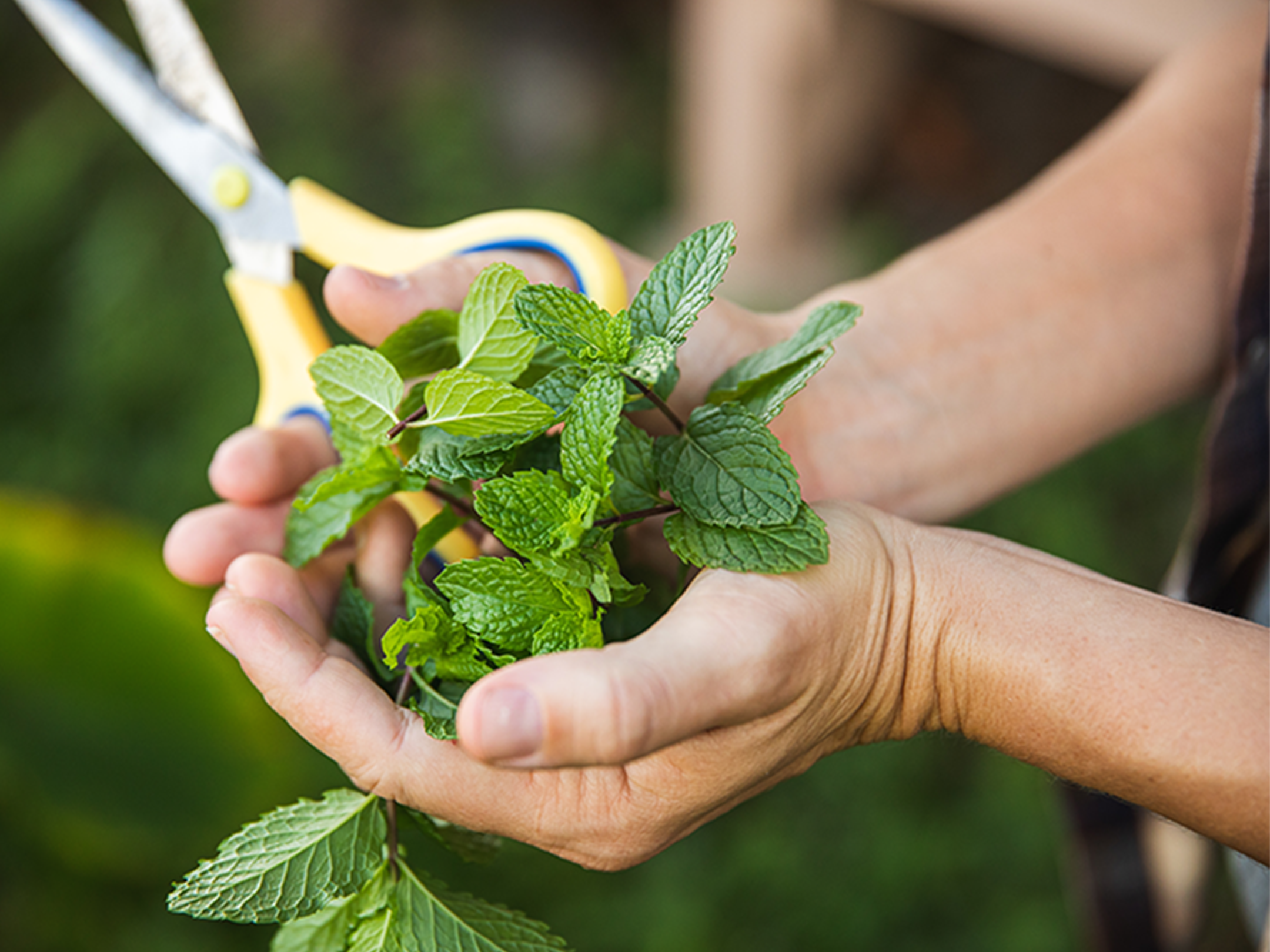 From ‘Āina to Table: The Mahele Farm Movement in Hāna, Maui