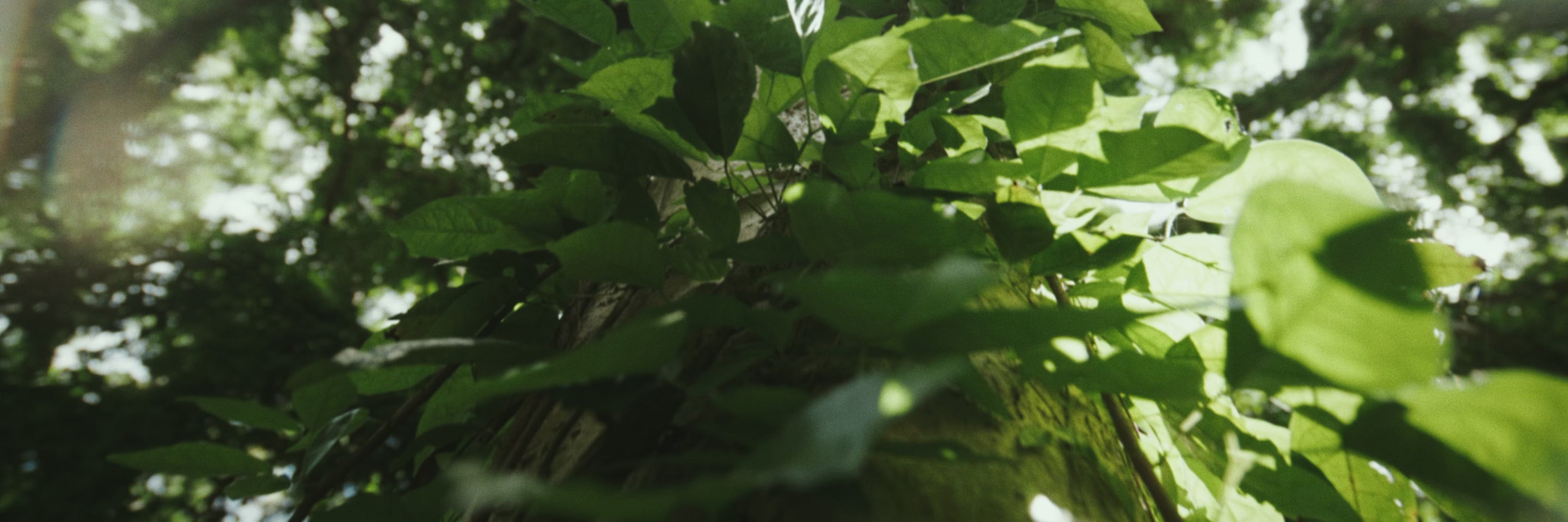 fallback text for an image