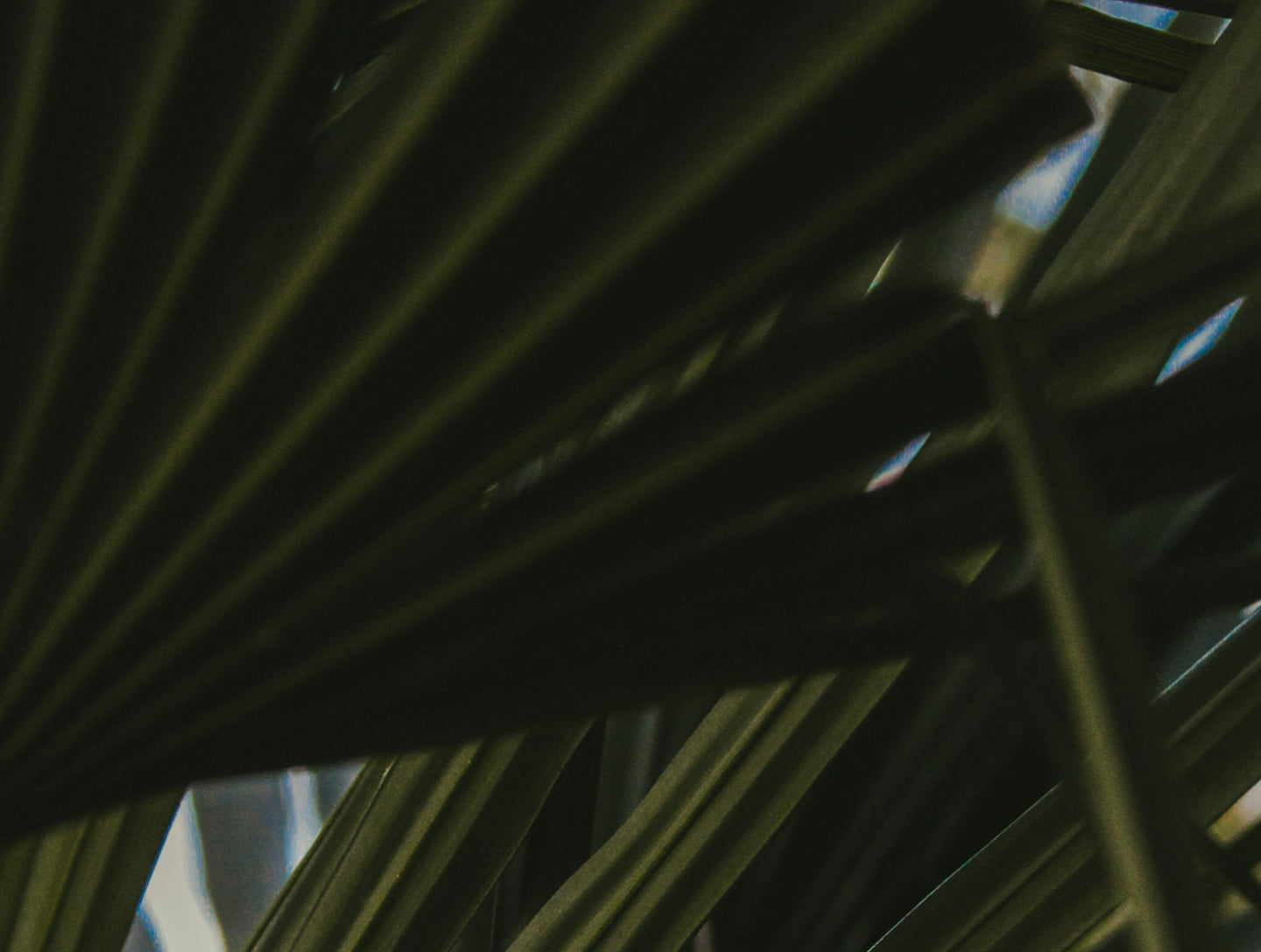 fallback text for an image