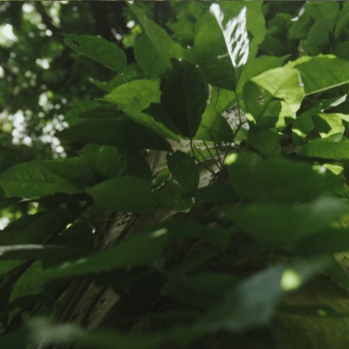 fallback text for an image