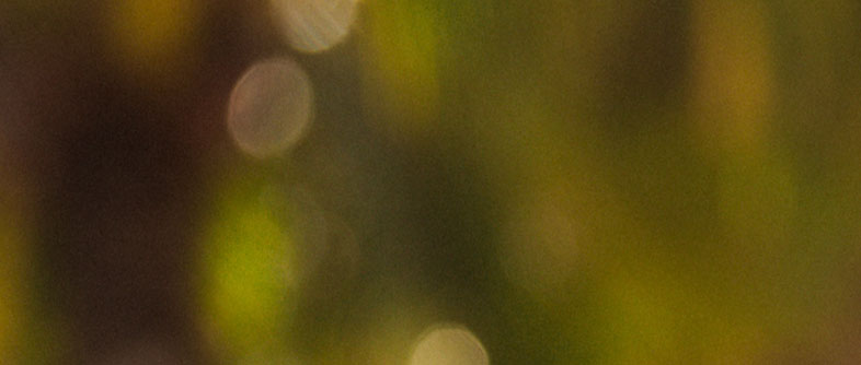 fallback text for an image